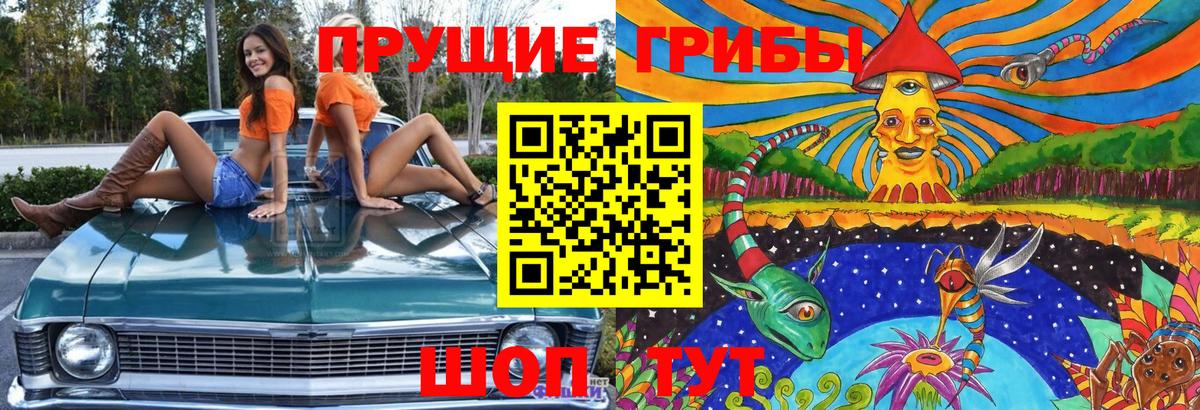 Псилоцибиновые грибы Psilocybe  Галлюциногенные грибы GOLDEN TEACHER  Сосновый Бор  Вход с VPN 