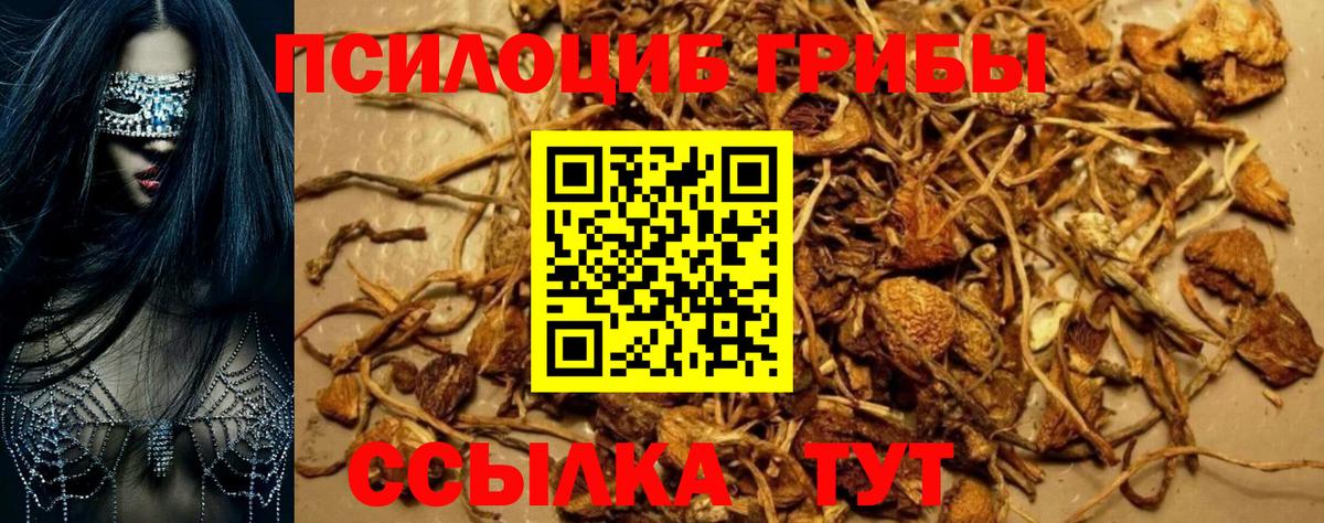 наркота  Сосновый Бор  Псилоцибиновые грибы Magic Shrooms 